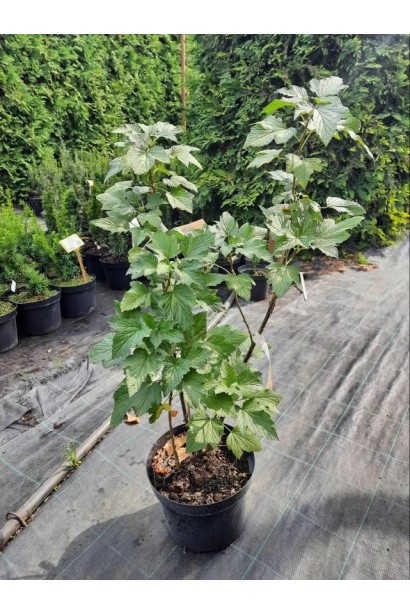 Смородина чёрная Софиевская (средне-поздняя) - 5л/вис.55-75см/Ø30-40см